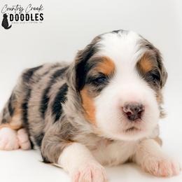 Fernando - male Australian Mountain Doodle puppy in Tipton, Indiana from Country Creek Doodles
