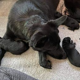 German Shepherd Puppies from Vom Bachwasser German Shepherd Dogs