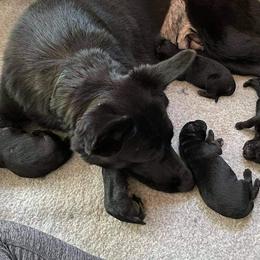 German Shepherd Puppies from Vom Bachwasser German Shepherd Dogs
