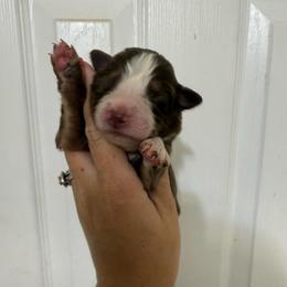 Beth - Red tri-color female Australian Shepherd puppy in Four Oaks, North Carolina from RoseWest Farms