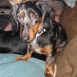 Dixie - Dachshund
