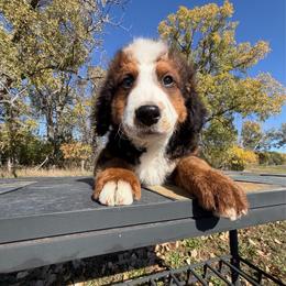 Big Chocolate Boy 1- Waylon - Chocolate merle male Bernedoodle puppy in Sioux Falls, South Dakota from WhiskeyCreek Doodles