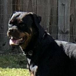 Evva - Rottweiler