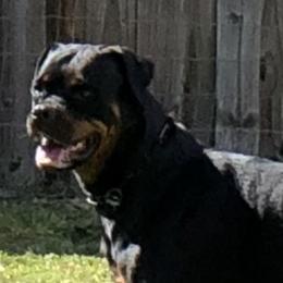 Evva - Rottweiler