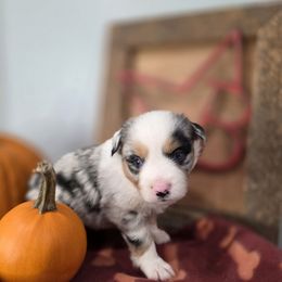 Blue merle male - Blue merle male Miniature Australian Shepherd puppy in Russellville, Alabama from Star B Cattle and Aussies