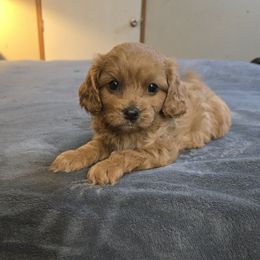 Roxie - Apricot female Cavapoo puppy in Copan, Oklahoma from Tatums cavapoos