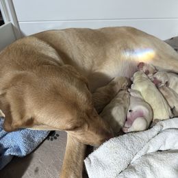 Girl 5 - Yellow Labrador Retriever puppy in Carmichael, California from Red Barn Family Labs