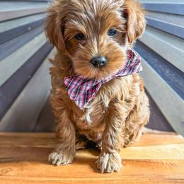 Chip - Red  male Goldendoodle puppy in Garden Grove, California from Sunkissed Doodles