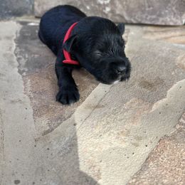 Miniature Schnauzer Puppies from Whistling Dixie Schnauzers