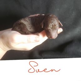 Sven (Tiny) - Chocolate male Labradoodle puppy in Siloam Springs, Arkansas from Siloam Doodles