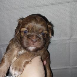 Hooper - Liver and white male Shih Tzu puppy in Arcadia, Florida from Kitsune Cuddles and kisses