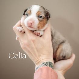 CELIA - Blue merle female Miniature American Shepherd puppy in Puyallup, Washington from FERGI’S GEMINI MAS