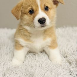 Pembroke Welsh Corgi Puppies from West Coast Corgi