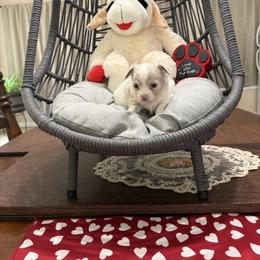 Oliver - Cream and white male Chihuahua puppy in Ochlocknee, Georgia from High Cotton Chihuahuas