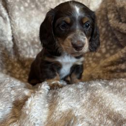 Auntie Em AKC - Chocolate and tan female Dachshund puppy in Osage, Oklahoma from Vandruff Creek Mini Dachshunds