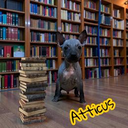 Atticus - Black and tan male American Hairless Terrier puppy in Buckingham, Illinois from Gaus Hof
