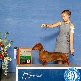 Macey - Dachshund