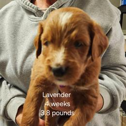 Lavender  collar - Red female Bernedoodle puppy in Fairmount, Indiana from Capens' Doodles,Poodles and Poo's