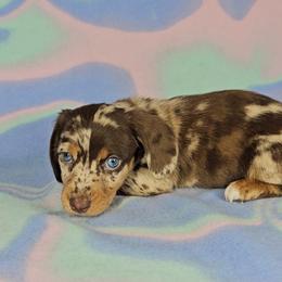 Dachshund Puppies from Newbern's Nuggets