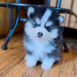 Keeper - Black and white male Pomsky puppy in Greencastle, Indiana from JDpomskies