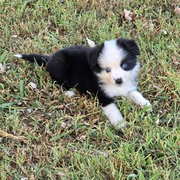 Casper (Toy sized) (free delivery to east tx, Louisiana, south Mississippi) - Black & white male Miniature American Shepherd puppy in Noble, Oklahoma from Roserock Aussies