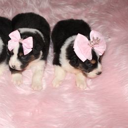 Australian Shepherd and Pomeranian Puppies from Fantasy Pomeranians