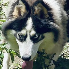 Lulu  - Siberian Husky