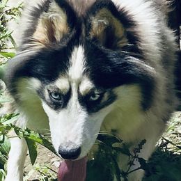 Lulu  - Siberian Husky