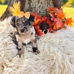 Magic - female Cavapoochon puppy in Bullard, Texas from Cavapoochon Central LLC