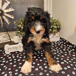 Orange collar - Tri-color male Bernedoodle puppy in Shelby, North Carolina from Forever Grateful Doodles