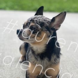 Gizmo  - Chihuahua