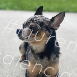 Gizmo  - Chihuahua