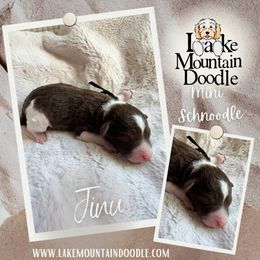 Jinu - Chocolate male Double Doodle puppy in Eagle Mountain, Utah from Lake Mountain Doodle