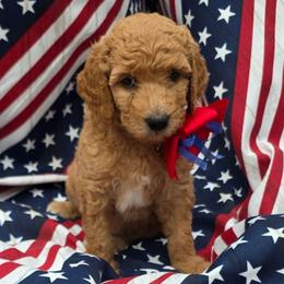 Poppy (available only to NC Piedmont Triad area) - Red  female Goldendoodle puppy in Summerfield, North Carolina from Lila's Teddybear Goldendoodles