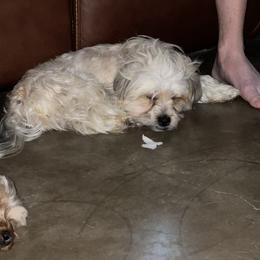 Shorkie All Grown Up from Roover's Oklahoma Shorkies
