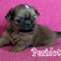 Peridot - Red female Shih Tzu puppy in Surprise, Arizona from Arizona Shih Tzu