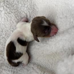Stitch - Piebald male Dachshund puppy in Hesperia, California from Teenie Tiny Doxies