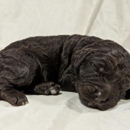 Australian Labradoodle Puppies from Llewellyn's Grove Labradoodles