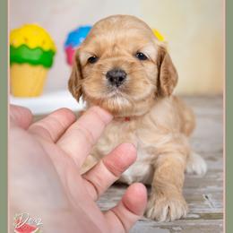 Lector - Red male Cockapoo puppy in Connersville, Indiana from Deaz Doodle Ranch