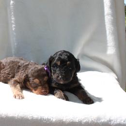 Aussiedoodle, Australian Shepherd, and Miniature Australian Shepherd Puppies from Royal J Aussies and Aussiedoodles