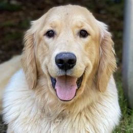 Bernese Mountain Dogs and Golden Retrievers from Raven Rock Puppies
