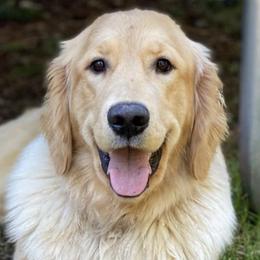 Bernese Mountain Dogs and Golden Retrievers from Raven Rock Puppies