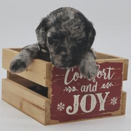 Cupid - Merle male Goldendoodle puppy in Westminster, South Carolina from Goldendoodlepuppiessc