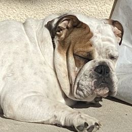 Bulldogs from Eileen Gonzalez
