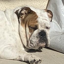 Bulldogs from Eileen Gonzalez