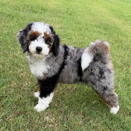 Red Boy - Blue merle male Bernedoodle puppy in Fort Gibson, Oklahoma from Waggle Doodles