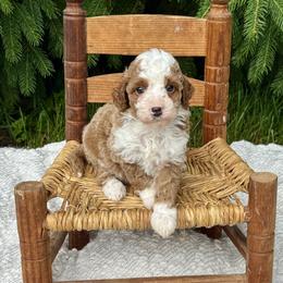 Goldendoodle puppies from Farmland Doodles
