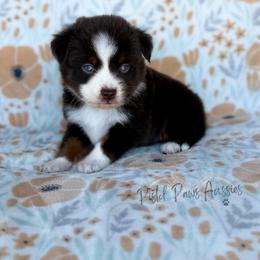 Odin - Red tri male Toy Australian Shepherd puppy in Liberty Hill, Texas from Pistol Paws Aussies