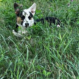Atlas - Black and tan male Pembroke Welsh Corgi puppy in Heyworth, Illinois from Schumaker Corgis