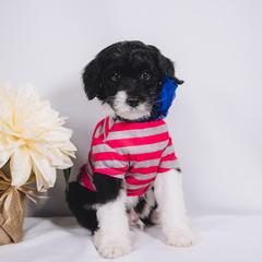 Bordoodle Puppies from 2J 2K Bordoodles LLC